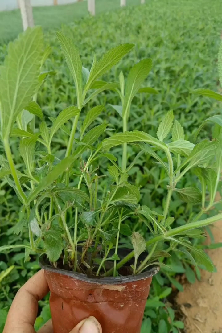 高度20厘米马鞭草