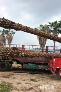 裸干高500厘米银海枣