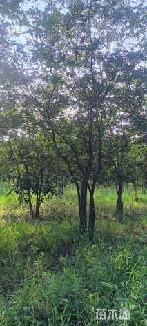 10公分(3杆)丛生朴树