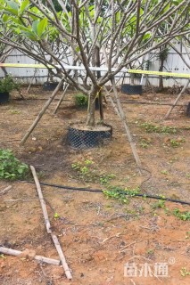 15公分鸡蛋花