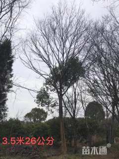 26公分榉树