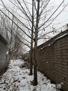 10公分法桐