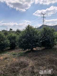 冠幅120厘米含笑球