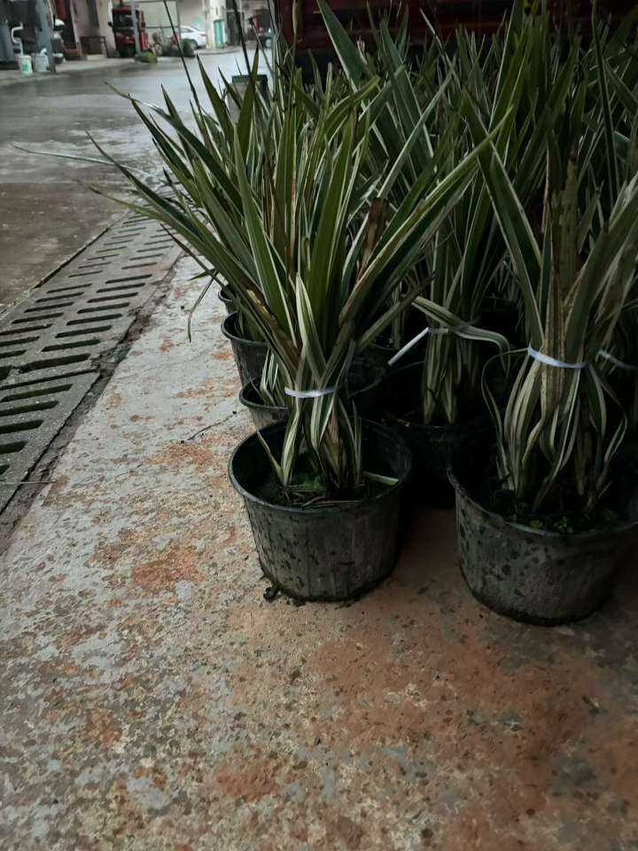 高度30厘米兰花