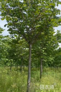 9公分巨紫荆