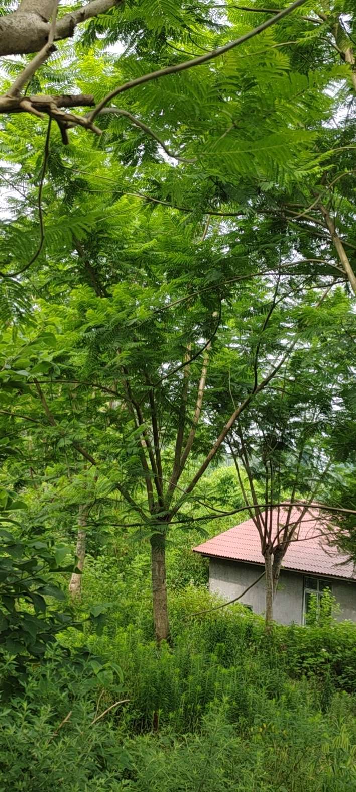 15公分蓝花楹