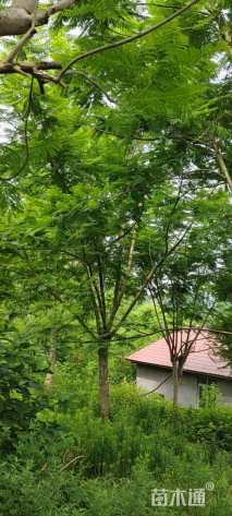 15公分蓝花楹