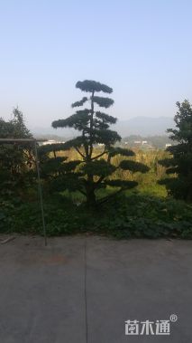 20公分造型罗汉松