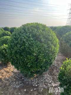 冠幅180厘米大叶黄杨球