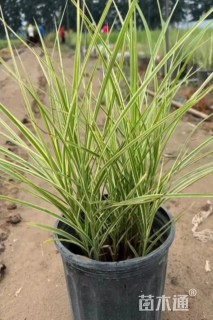 高度30厘米花叶芒
