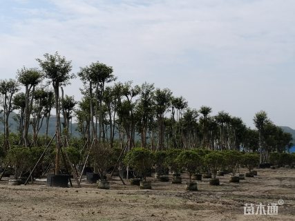 黄花风铃木