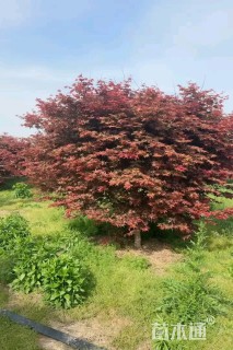 15公分日本红枫