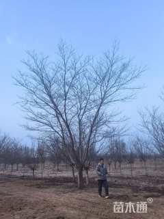 25公分染井吉野樱