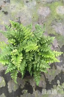 高度20厘米吉姆蕨