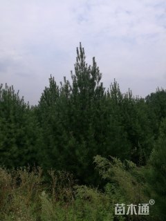 高度400厘米白皮松