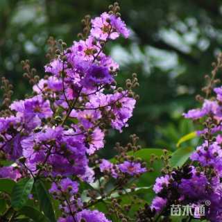 9公分紫薇