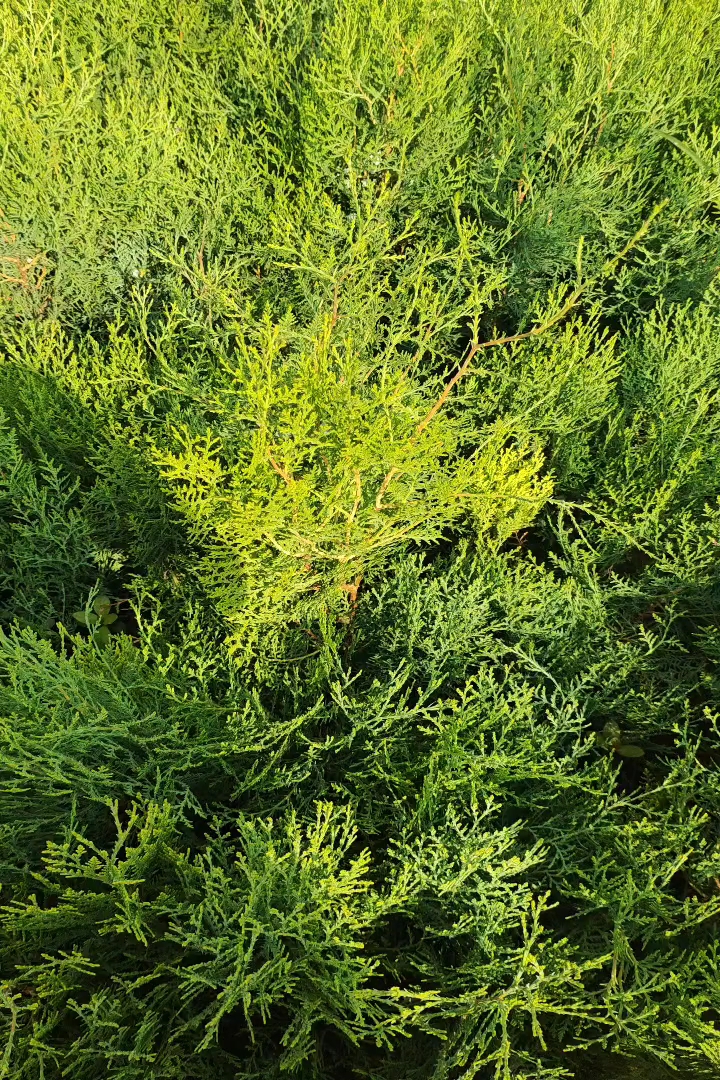 高度30厘米侧柏