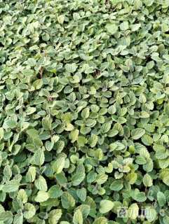 高度6厘米荆芥