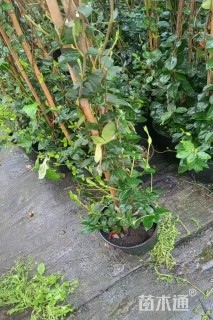 120厘米风车茉莉