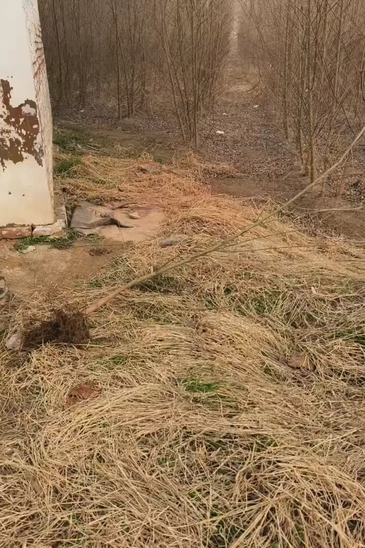 2公分青皮垂柳