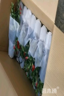 40厘米飘香藤
