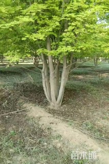 高度800厘米丛生美国红枫