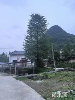 60公分银杏
