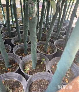 高度120厘米红帽月季