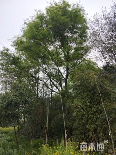 48公分朴树