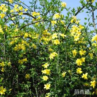 高度100厘米迎春花