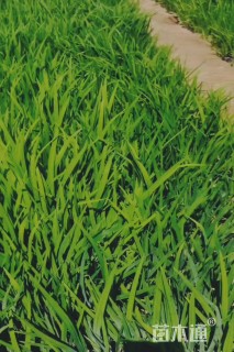 高度20厘米黄菖蒲