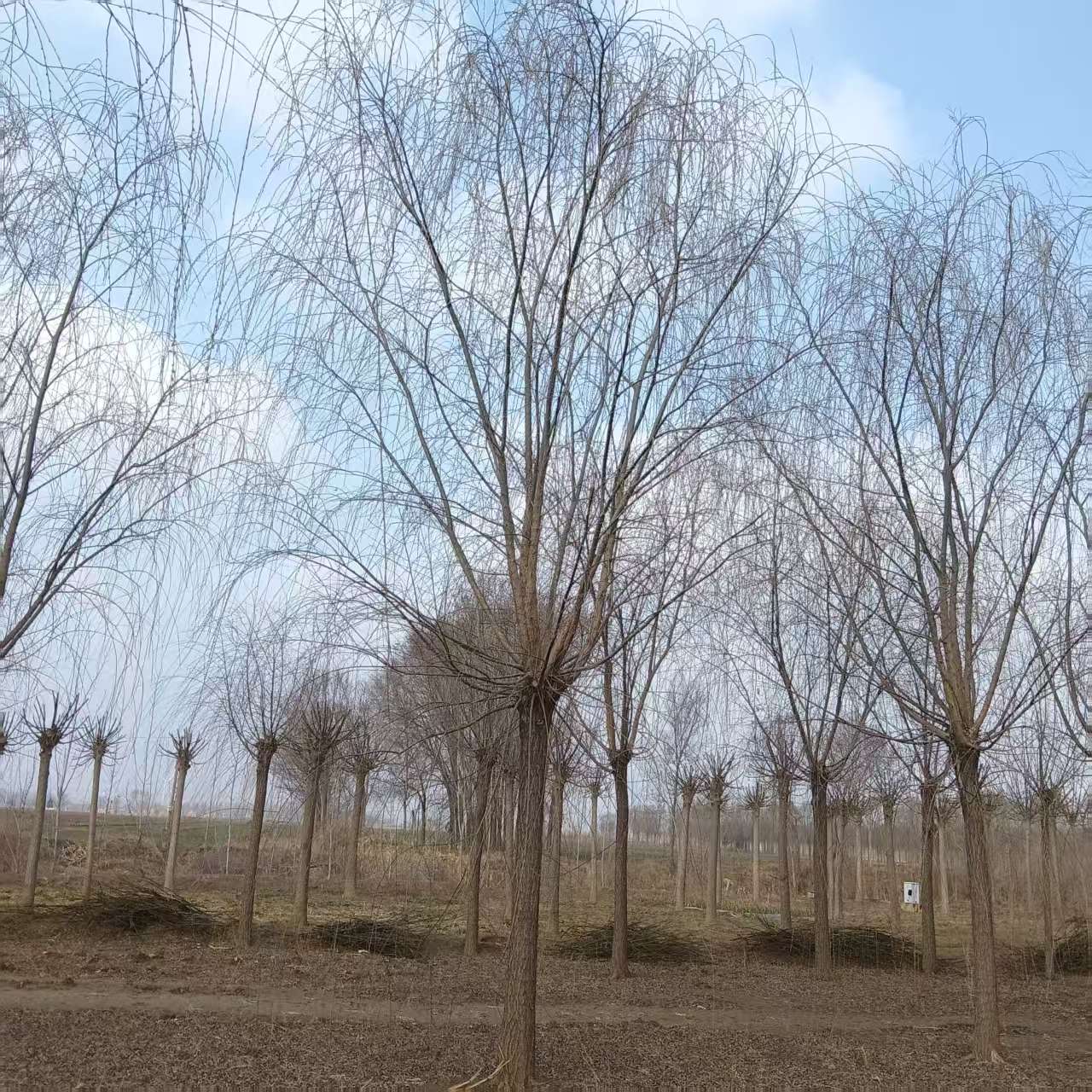 15公分青皮垂柳