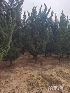 高度400厘米龙柏