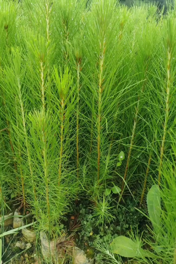 高度60厘米马尾松