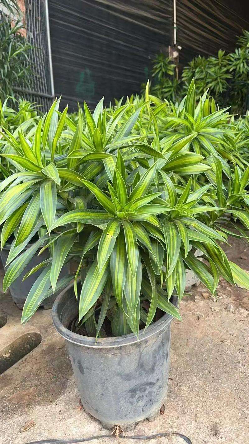 高度40厘米金边百合竹