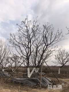 高度500厘米丛生元宝枫