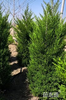 高度230厘米蜀桧