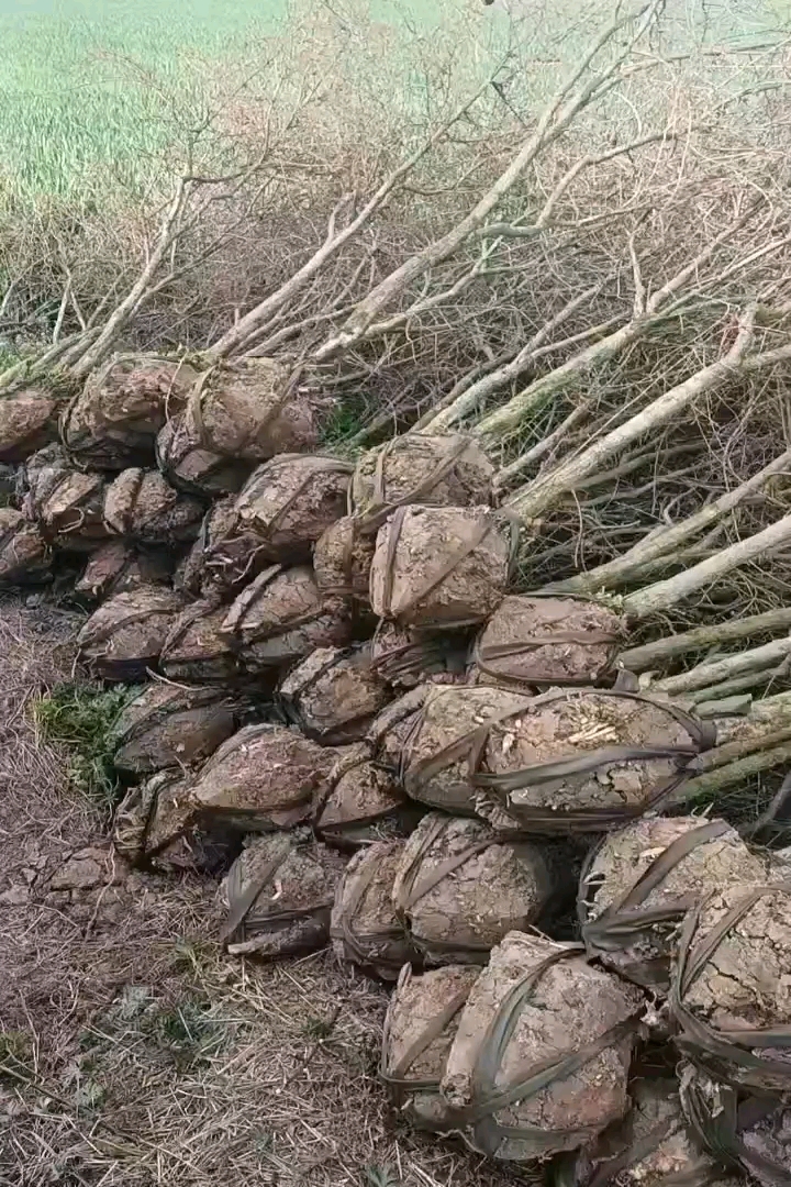 高度300厘米突尼斯软籽石榴