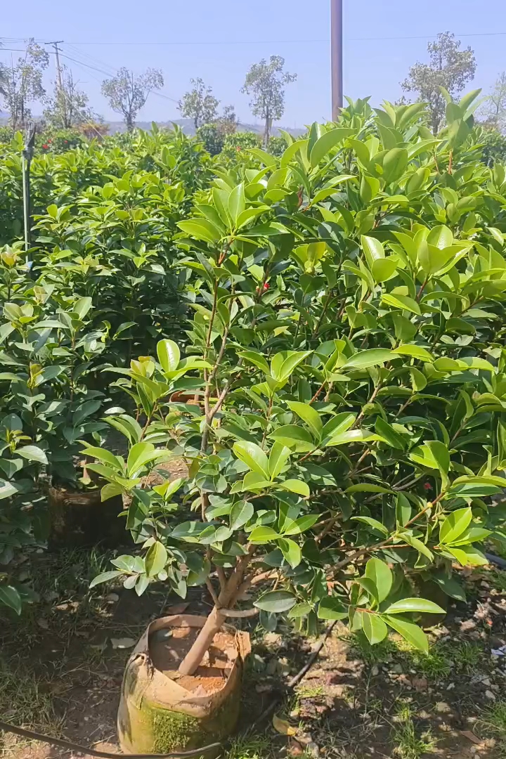 高度80厘米茶花