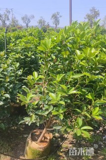 高度80厘米茶花