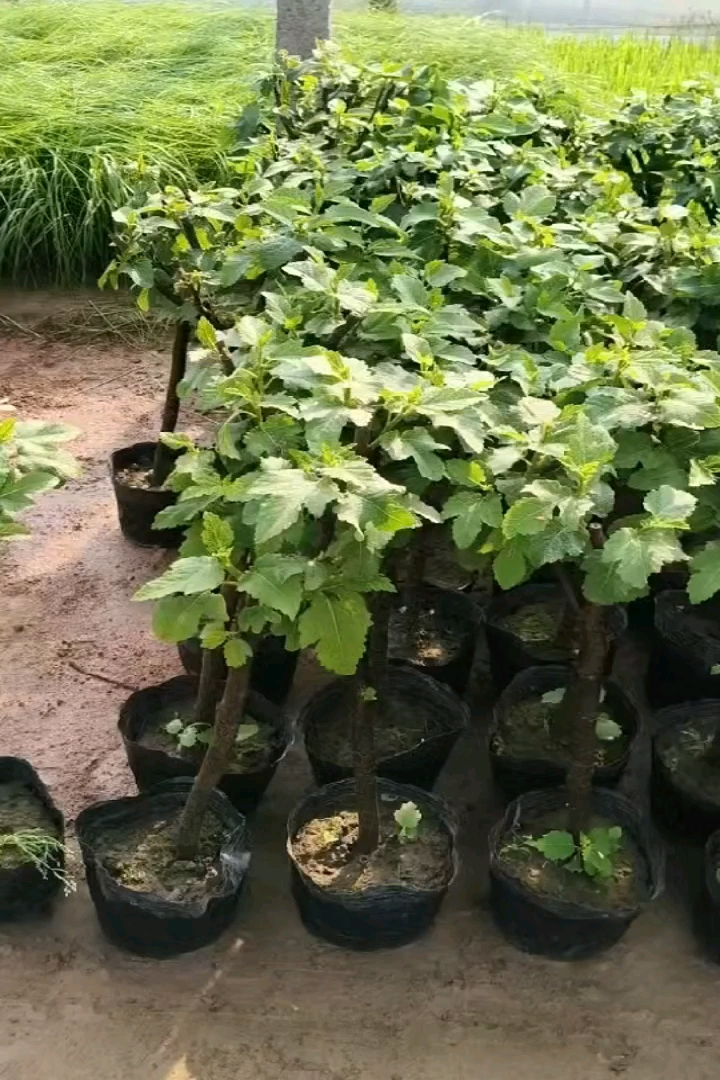 1公分无花果