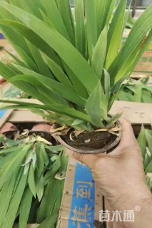高度15厘米鸢尾