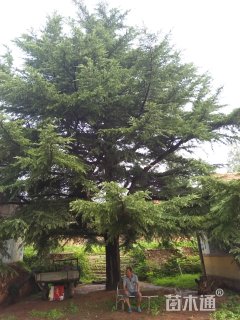 高度1100厘米雪松