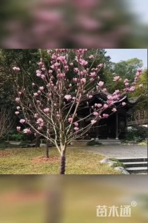 12公分二乔玉兰