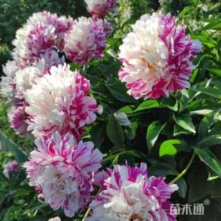 高度20厘米芍药