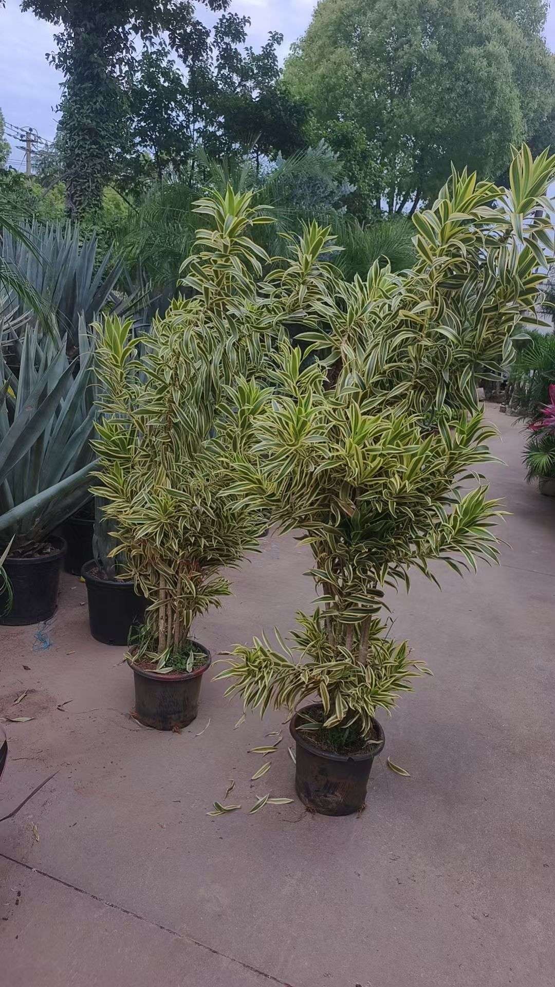 高度150厘米金边百合竹
