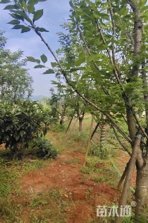 12公分樱花