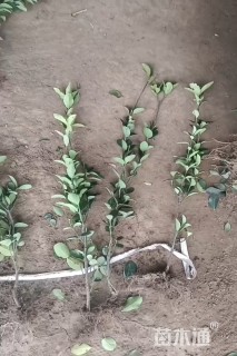 高度40厘米大叶黄杨