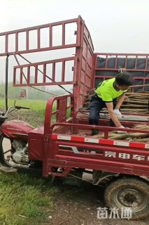 4公分乌桕