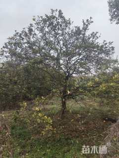 23公分(3杆)丛生香橼